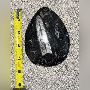Black and White Fossil Stone